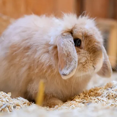 Fachwerkhaus - Sueden Oben - Bauernhof Hopp Vadersdorf アパート フェーマルン