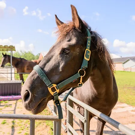 Fachwerkhaus - Sueden Oben - Bauernhof Hopp Vadersdorf * フェーマルン